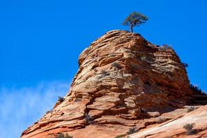 pijnboom groeit op een rotspunt foto