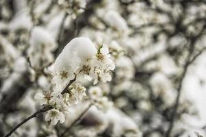 witte bloemen bedekt met sneeuw in het vroege voorjaar foto