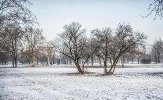 rustig winters tafereel met bomen en sneeuw foto