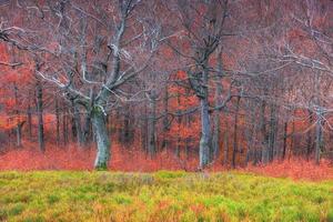 herfst in de Karpaten. fantastisch uitzicht in oktober. de magie foto