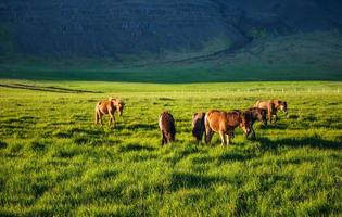 charmante ijslandse paarden in een weiland met bergen op de achtergrond foto