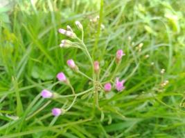 groene bloem achtergrond foto