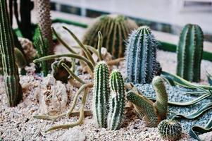 verschillende soorten cactussen in de grote zaal. foto