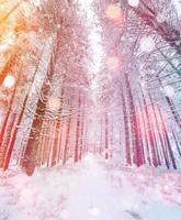 magische winter besneeuwde boom. foto wenskaart. bokeh licht