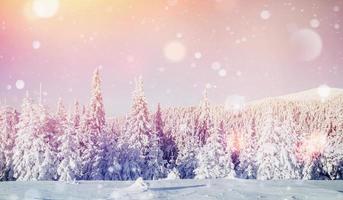 winterlandschap bomen in rijm, achtergrond met wat zachte h foto
