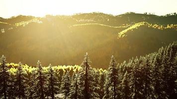 bergdal met dennenbos tegen de verre bergkammen foto