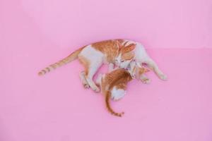 twee kat op roze achtergrond. foto