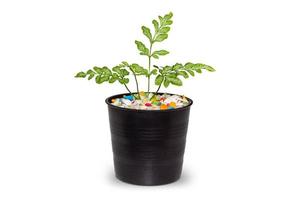 vooraanzicht van een kleine plant in een pot met kleurrijke stenen geïsoleerd op een witte achtergrond met uitknippad. foto