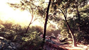 avondbos met zon en volumelicht foto