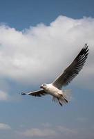 meeuwen vliegen in de lucht foto