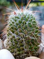 groene cactus met close-up uitzicht foto