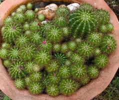 kleine tuincactus om thuis te kweken foto