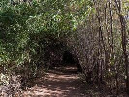 getextureerd landschap van bergpaden en bamboebomen bij naka-grot in thailand foto