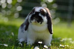 kleine lieve ram konijn foto