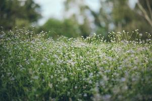 witte bloemen op een groene achtergrond. van nature mooi. foto