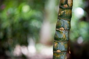 in het wild geboren wilde dieren. natuurlijke kleuren eten gebeurde aan de bar van thailand. de boom is prachtig. foto