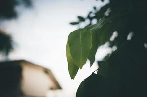 groene bladeren komen van nature voor en kopiëren ruimte. foto