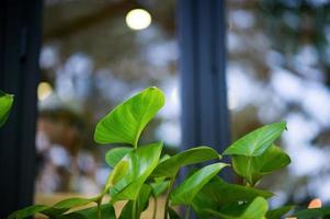 de bladeren zijn niet groen en er komt 's ochtends licht voorbij. onze eigen coffeeshop. niet veel groene bladeren. foto