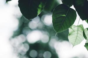 bladeren groen bladeren natuurlijke ogen hartvormig. mooie groene comfortabele kleuren. foto