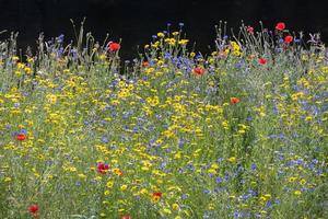 wilde bloemen groeien langs de oever van de rivier dee in de buurt van berwyn foto