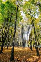 herfstkleuren in parco di monza italië foto