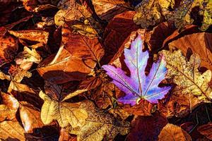 kleurrijke herfstbladeren foto