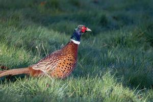 gemeenschappelijke fazant die over een veld loopt in East Grisstead foto