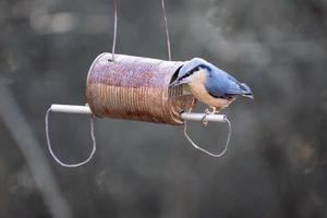 boomklever op zoek naar zaad uit een oude vogelvoederbak foto