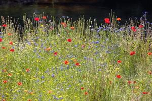 wilde bloemen groeien langs de oever van de rivier dee in de buurt van berwyn foto