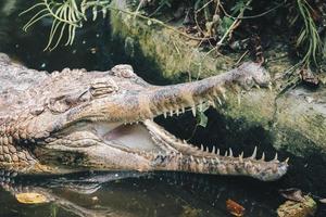 een gerijpte mannelijke gaviaal, een visetende krokodil rust in ondiep water. foto