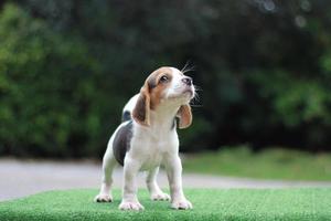 het algemene uiterlijk van de beagle lijkt op een miniatuur jachthond. Beagles hebben uitstekende neuzen. Beagles worden gebruikt in een reeks onderzoeksprocedures. hond foto hebben kopie ruimte.