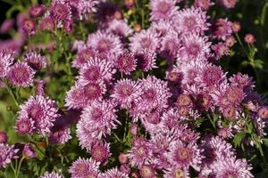 bloemenachtergrond met roze chrysanten foto