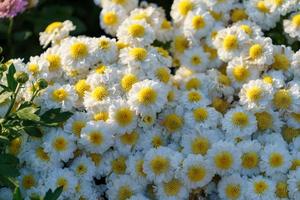 close-up van prachtige veelkleurige bloemen op een onscherpe achtergrond foto