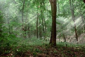 zonnestralen door de bomen in het bos foto