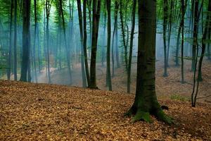 bomen in mistige dag in een bos foto