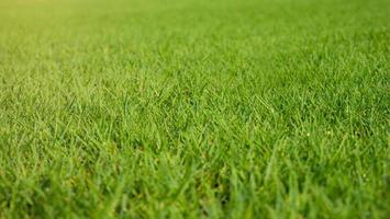 het gazon glansde in de oranje ochtendzon. vers groen gras foto