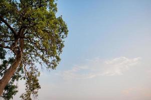 weiden en blauwe luchten sfeer van Aziatische velden en de schoonheid van de bomen en de natuur groen. foto