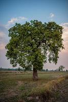 weiden en blauwe luchten sfeer van Aziatische velden en de schoonheid van de bomen en de natuur groen. foto