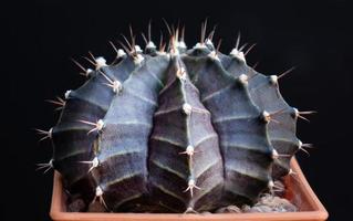 mini cactus naam gymnocalycium. geïsoleerde zwarte achtergrond. studio opname. bloemen van een cactus of cactussen. klomp cactus in een kleine pot. kassen om planten in huizen te kweken. fotograferen in de studio foto