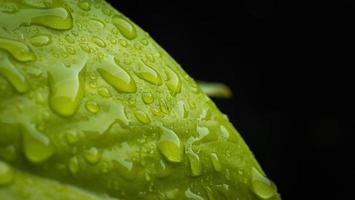 regendruppels op groen blad, macro-opname, zwarte achtergrond, gebruikt als behang. veel waterdruppels op blad. foto