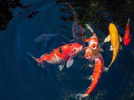 japan koi vissen of fancy karpers zwemmen in een zwarte vijver visvijver. populaire huisdieren voor ontspanning en feng shui-betekenis. populaire huisdieren onder mensen. Aziaten houden ervan om het op te voeden voor geluk. foto