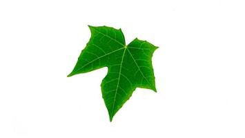 groene bladeren hebben duidelijke bladnerven. groene zwaluwstaart bladeren geïsoleerd op een witte achtergrond foto