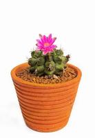 donkerroze of lichtrode bloemen van een cactus of cactussen in aarden pot. klomp cactus in een kleine pot. kassen om planten in huizen te kweken. schieten in de studio zwarte achtergrond. foto