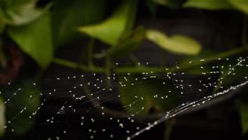 spinnenwebben hebben een paar druppels water. fladderend door de wind zat er een klein insect als prooi aan vast foto