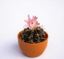 donkerroze of lichtrode bloemen van een cactus of cactussen in aarden pot. klomp cactus in een kleine pot. kassen om planten in huizen te kweken. schieten in de studio zwarte achtergrond. foto