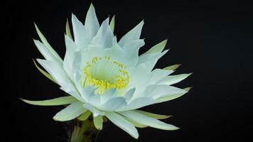 cactusbloem in bloei. witte bloem echinopsis subdenudata cactus. zwarte achtergrond bloeiende planten en bloemen. foto