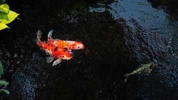 japan koi vissen of fancy karpers zwemmen in een zwarte vijver visvijver. populaire huisdieren voor ontspanning en feng shui-betekenis. populaire huisdieren onder mensen. Aziaten houden ervan om het op te voeden voor geluk. foto