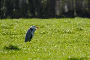 grijze reiger mergel strand noord-ierland uk foto