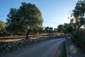 olijfbomen met droge muren en straat torre canne puglia italië foto