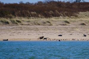 grijze zeehond halichoerus grypus marlough strand noord-ierland uk foto